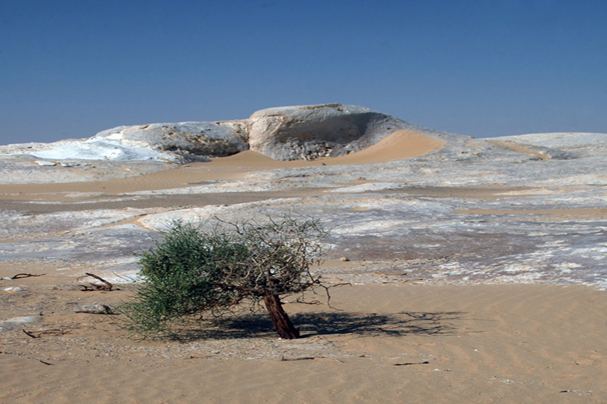 201403_White_Desert_Vegetation