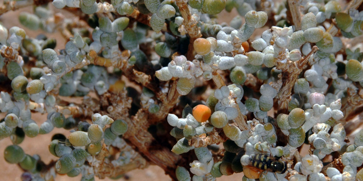 201610_White_Desert_Vegetation